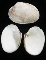 Saxidomus nuttalli